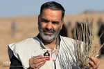 کاشت ۲۰۰ هزار نهال به همت جهادگران در خراسان جنوبی