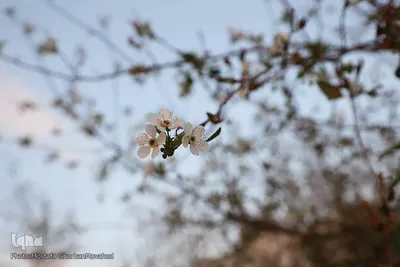 وقوع پديده گل انگيزي يا شكوفه زنی درختان ميوه در پاييز اهر
