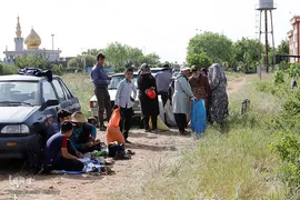 برداشت گل محمدی از مزارع هیدج
