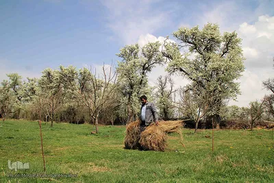 طبیعت بهاری شهرستان اهر در یک نگاه