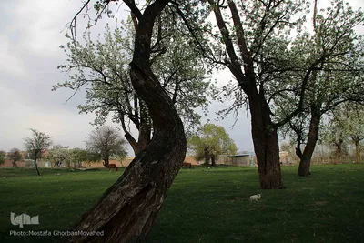 شکوفه های پیرترین درختان اهر