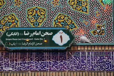 زندگی در کنار بارگاه کریمه اهل بیت(س)
