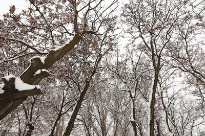 برف زمستانی در اهر