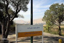 پارک جنگلی چیتگر