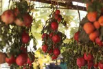 برداشت انارِ «قصردشت» شیراز‎