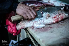 ماهی، مهمان سفره عید ایرانی‌ها