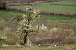 شکوفه های پیرترین درختان اهر