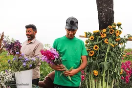 برداشت گل شب‌بو در حمیدیه
