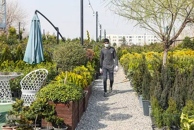 بازار گل محلاتی تهران