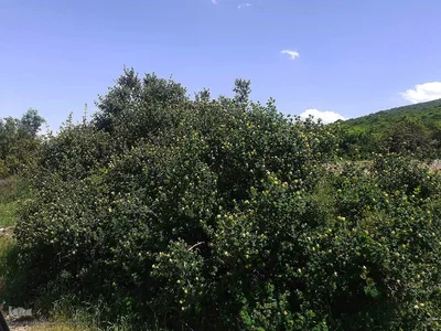 طبیعت بکر و زیبای منطقه گردشگری فندقلوی اهر