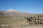 کوچ عشایر در فارس‎