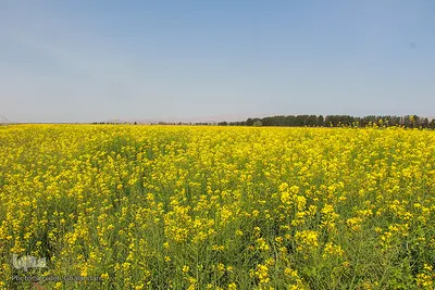دشت کلزا، نقاشی زیبای طبیعت