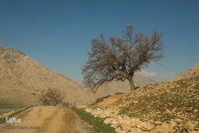 طبیعت شگفت انگیز خوزستان