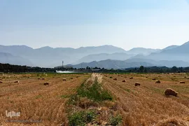 جشن شکرگزاری برداشت گندم‎