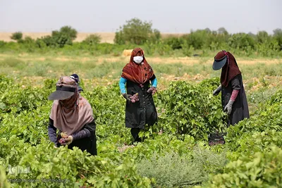 برداشت انگور از باغات استان قم