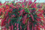 برداشت زرشک از باغات خراسان جنوبی
