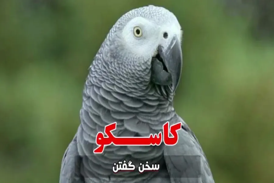 فیلم | اهمیت سنجیده سخن گفتن