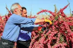 برداشت زرشک از باغات خراسان جنوبی
