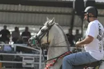 جشنواره زیبایی اسب اصیل ایرانی در استان فارس