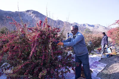 برداشت زرشک در خراسان‌جنوبی