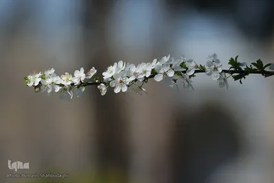 نرم نرمک می‌رسد اینک بهار