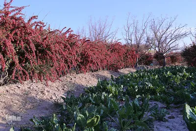 برداشت زرشک در خراسان‌جنوبی
