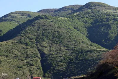 طبیعت تیر ماهی جنگل‌های ارسباران