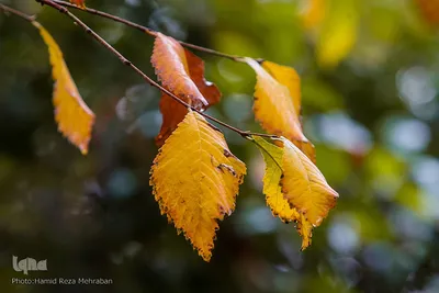 یک روز پاییزی بارانی