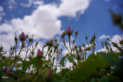 جشنواره گل محمدی در میمند فارس
