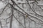 بارش سنگین برف در تبریز‎
