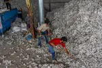 برداشت پنبه در شهرستان خداآفرین