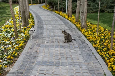 شکوفه های بهاری
