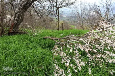 لبخند طبیعت در جلگه گیلان
