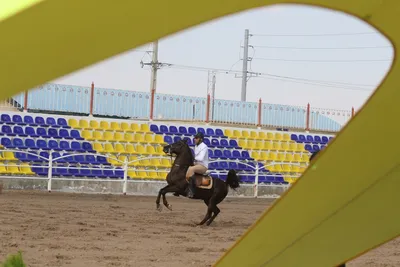 جشنواره زیبایی اسب اصیل ایرانی در استان فارس