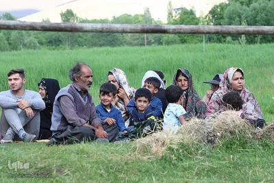 جشنواره برداشت گل محمدی عنصرود
