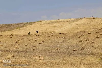 فصل برداشت گندم بزرگترین نعمت الهی از مزارع منطقه ارسباران