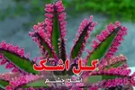 فیلم | اشک چشم و رشد معنوی انسان