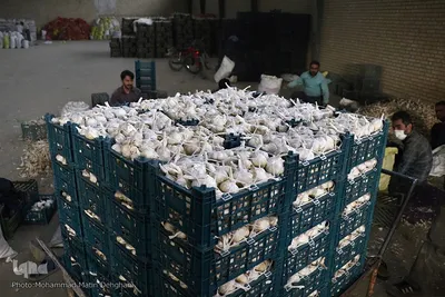 صادرات سیر؛ محصول پرخاصیت و معروف همدان