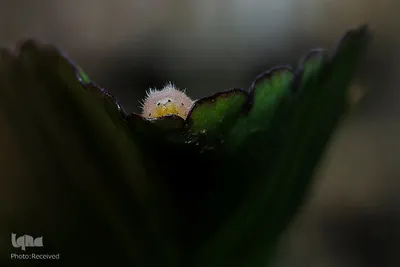 پروانه