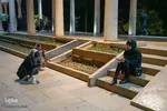 یلدا در جوار حافظ