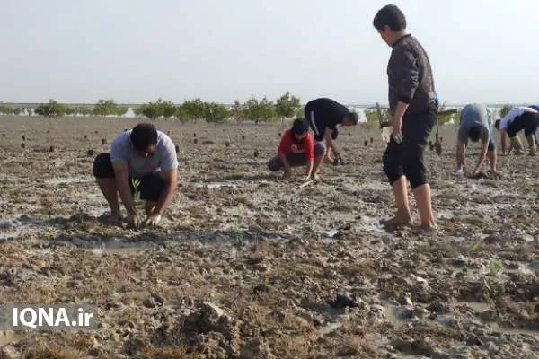 یک‌هزار نهال حرا در نوار ساحلی بوشهر کاشته شد + عکس