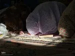 اعتکاف دانش‌آموزان دختر در مسجد سیدالشهدا(ع) خمینی‌شهر