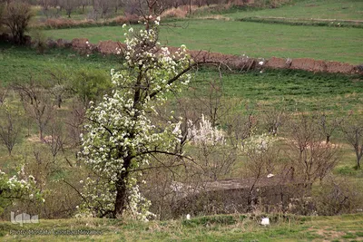 شکوفه های پیرترین درختان اهر