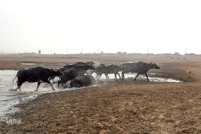 اینجا گاومیش‌آباد؛ محرومیت در خاک و آب و کسب روزی حلال