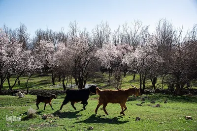 شکوفه‌های بهاری