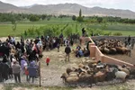 آیین سنتی «شیردوشان» – دیباج دامغان