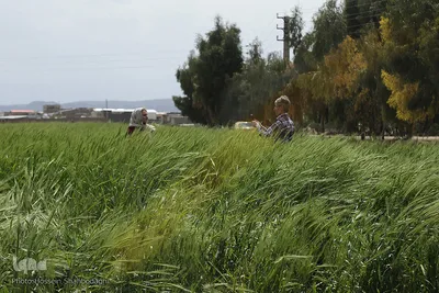 روز طبیعت با چاشنی کرونا