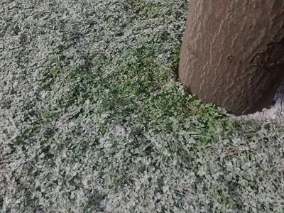 بارش برف زمستانی در اهر
