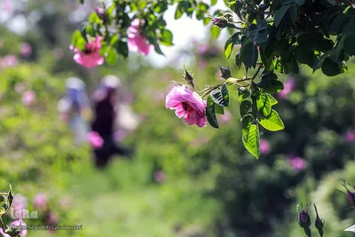 برداشت گل سرخ در خراسان جنوبی
