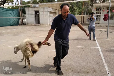 تهیه و توزیع گوشت نذری بین نیازمندان در عید قربان - شیراز